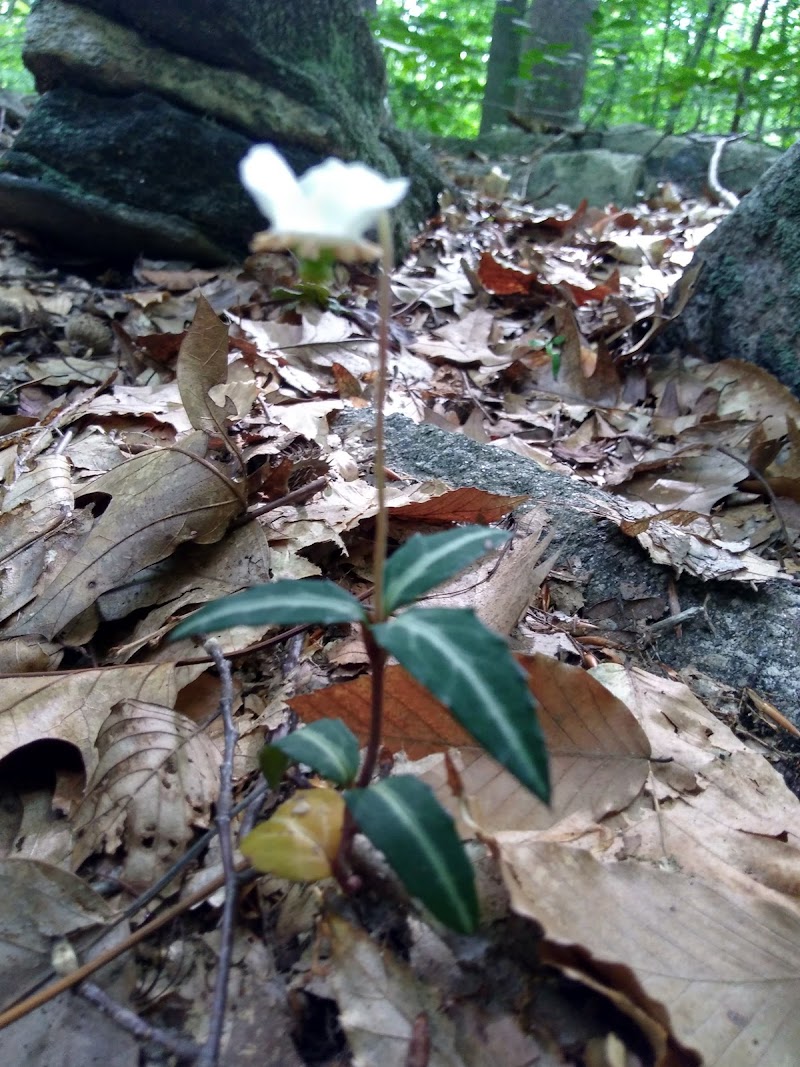 Caldwell Sanctuary photo 3