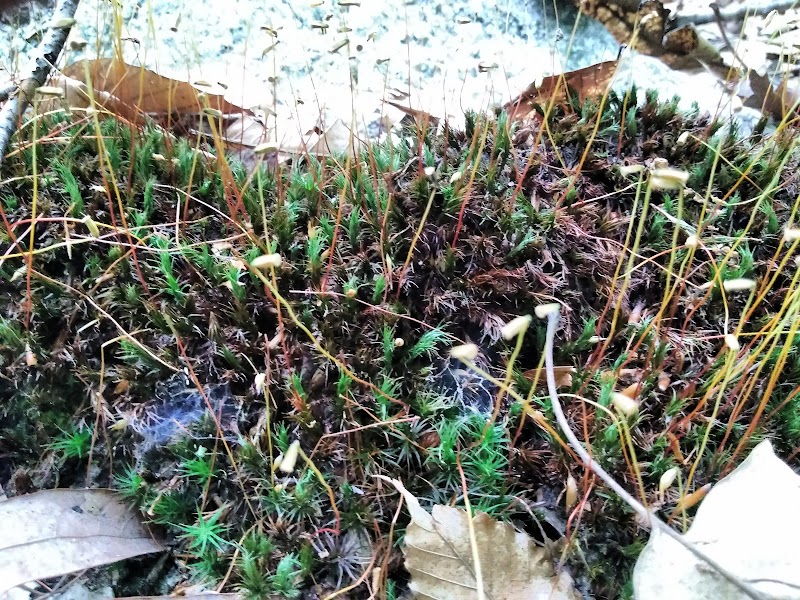 Caldwell Sanctuary photo 5