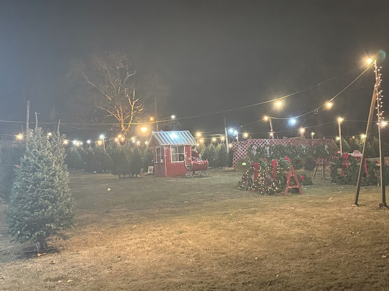Dannys Christmas Trees and Wreaths photo 2