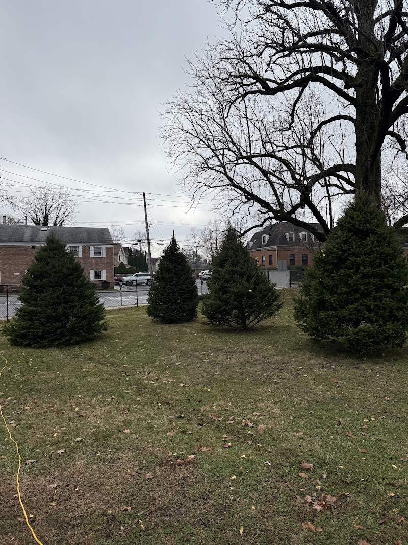 Dannys Christmas Trees and Wreaths photo 4