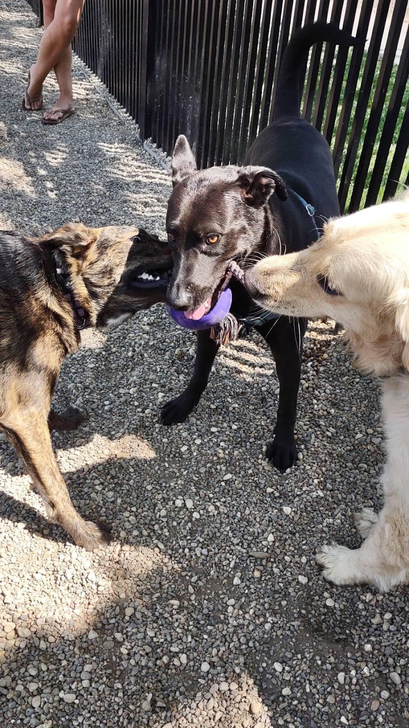 Harbor Point Dog Park photo 2