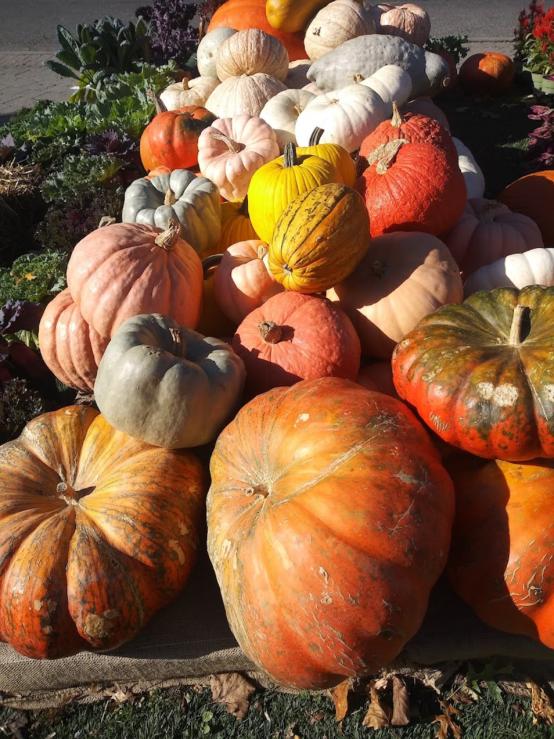 Larchmont Nurseries photo 4
