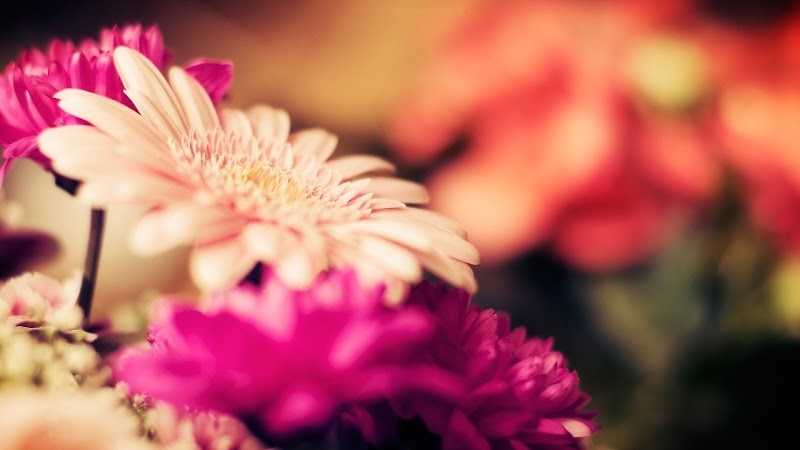 Garcia's Flower Shop photo 2