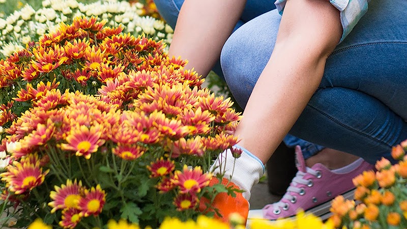 Garden Center at The Home Depot photo 5