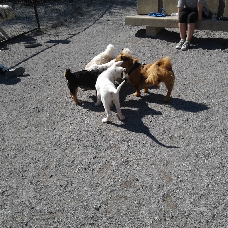 Bark Park - Off-Leash Dog Run for Members Only photo 5