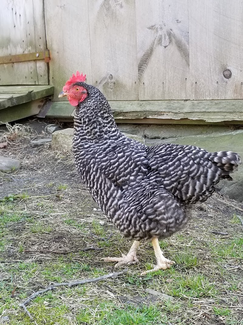 D.I.G. Farm photo 2
