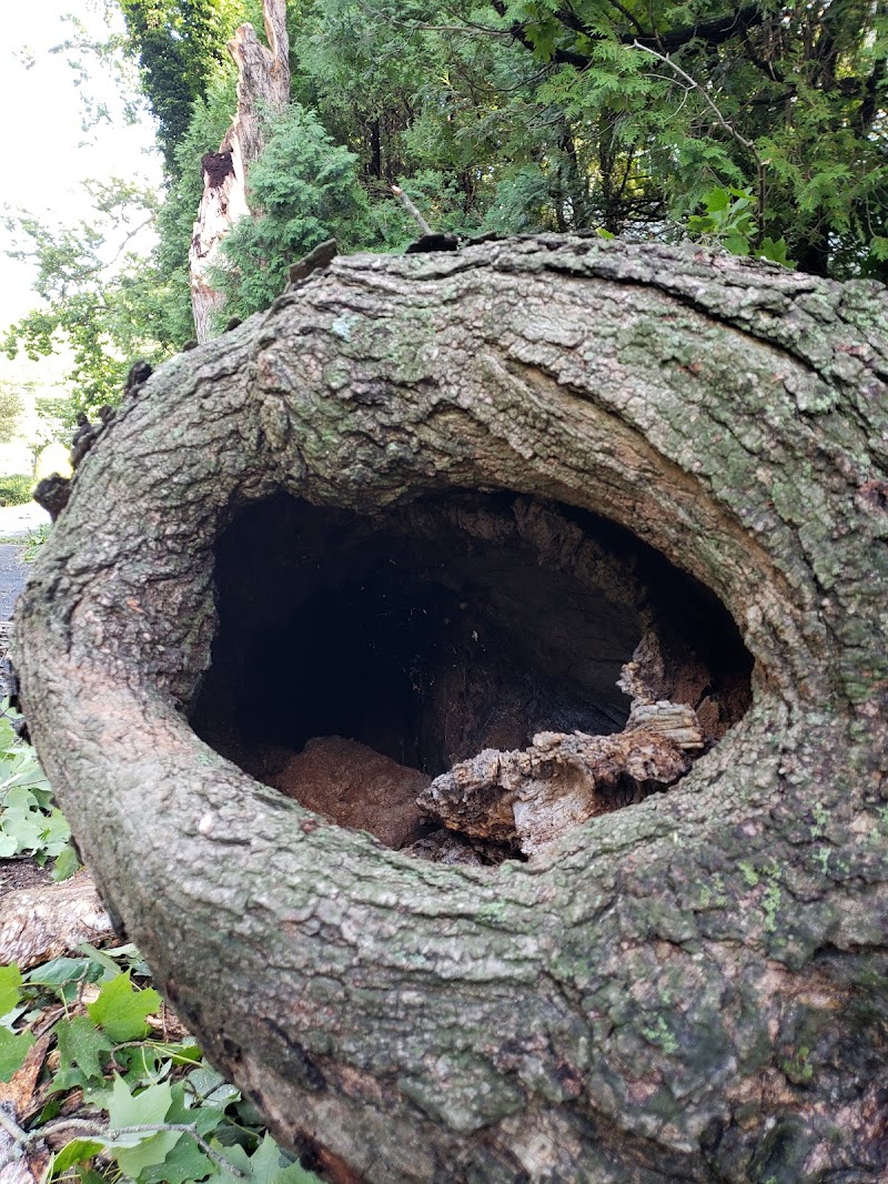 Carolin's Grove Preserve photo 3