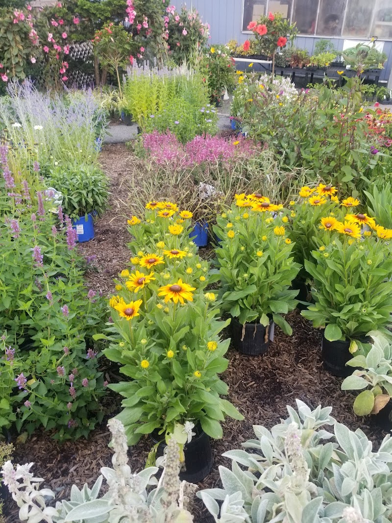 Katonah Nursery Inc photo 2