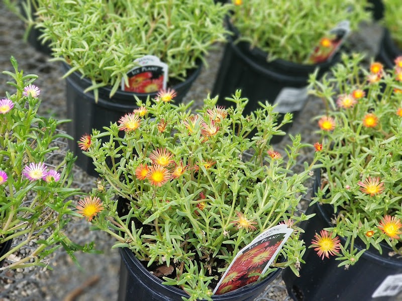 Katonah Nursery Inc photo 4