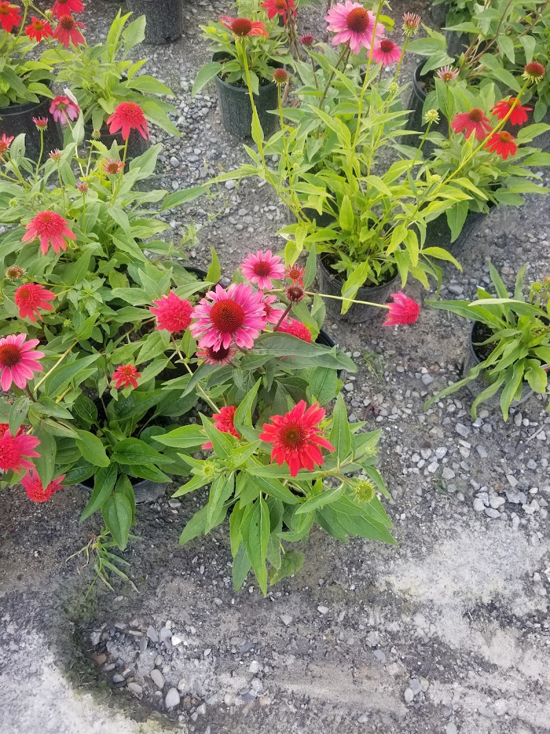 Katonah Nursery Inc photo 5