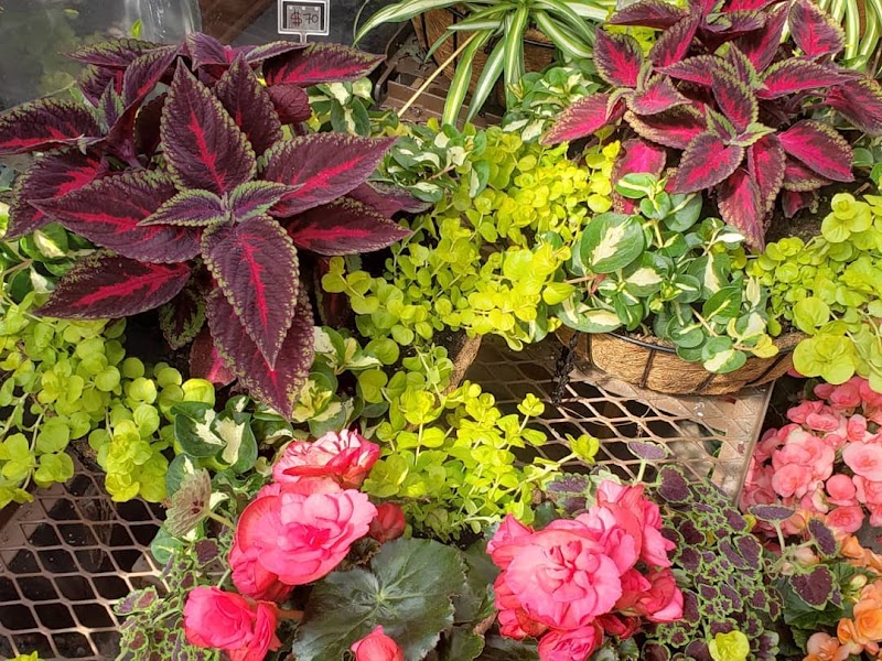 Nature’s Cradle Nursery & Landscape Design photo 2