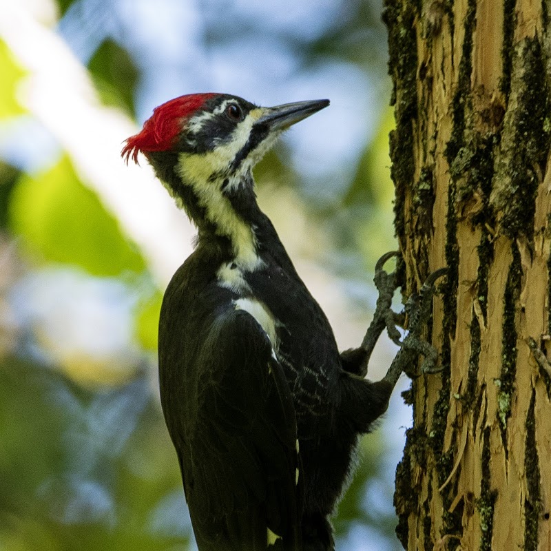 Saw Mill River Audubon photo 3