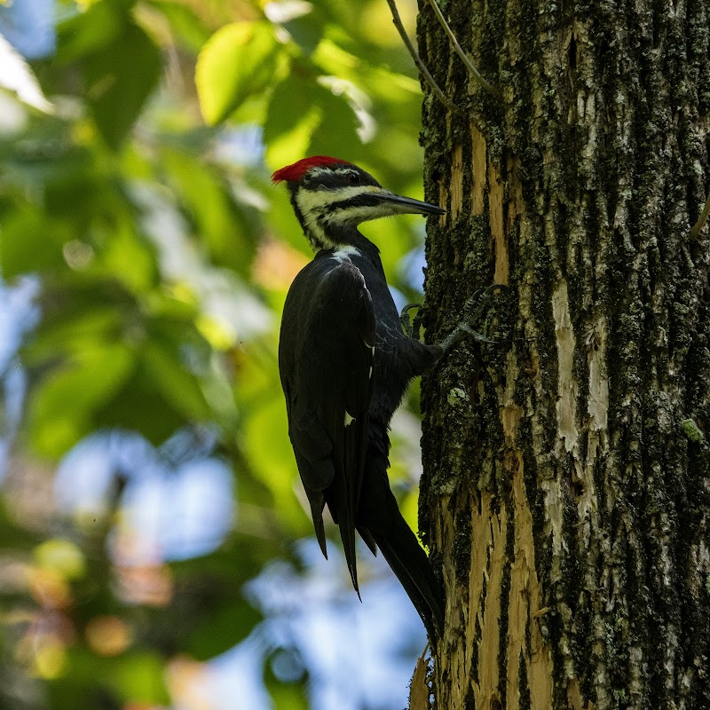 Saw Mill River Audubon photo 4