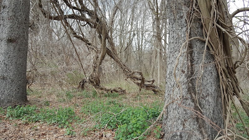 Bedford Village Memorial Park photo 5