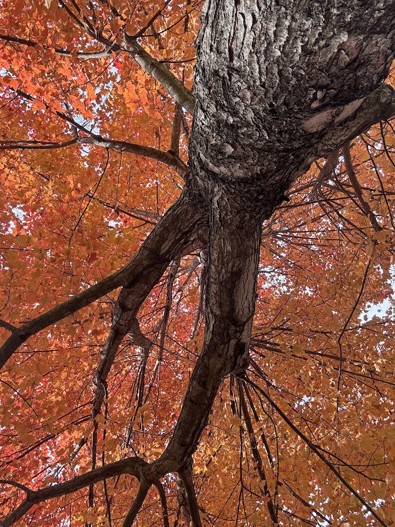 Bedford Hills Memorial Park photo 4