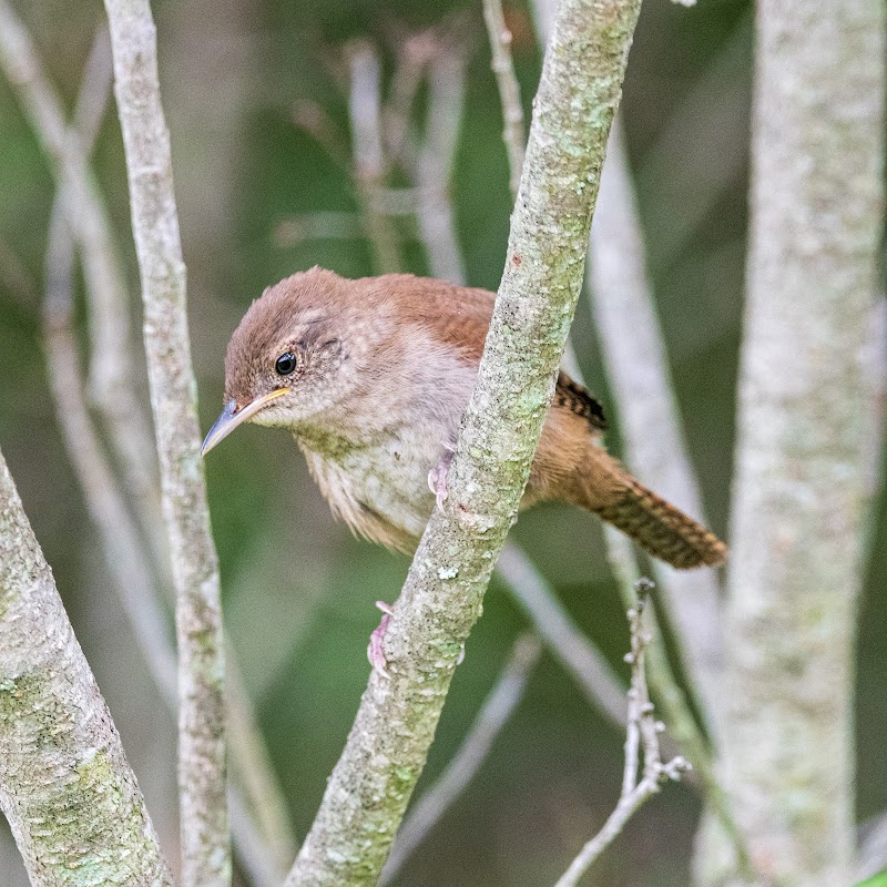 Bedford Audubon Society photo 3