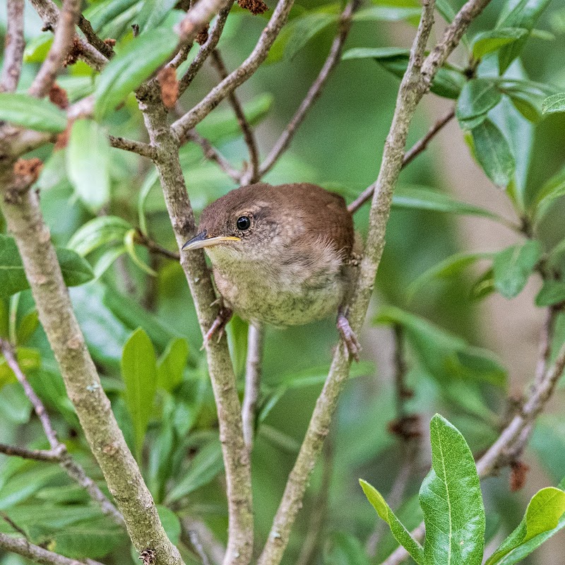 Bedford Audubon Society photo 4