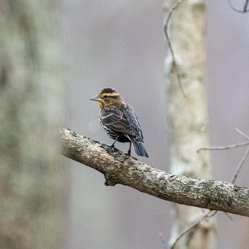 Bedford Audubon Society photo 5