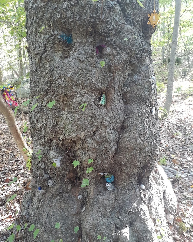 Helen Altschul Preserve photo 3