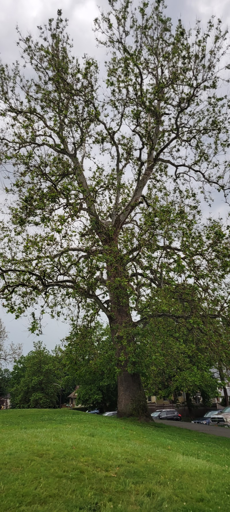 Nelson Park photo 2