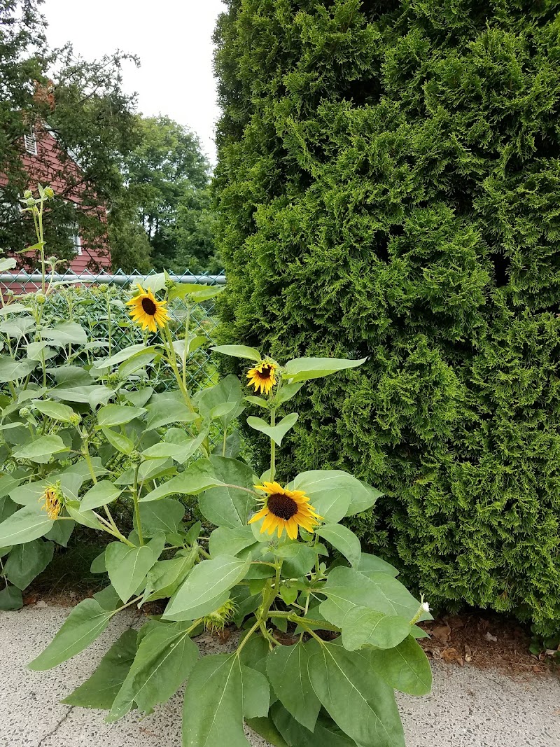 Deluca Park photo 4