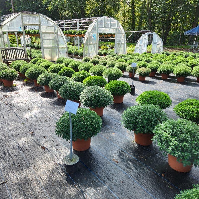 Benedict Nursery photo 2