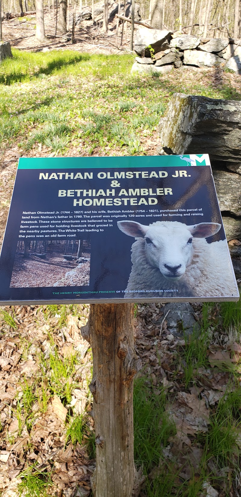 Henry Morgenthau Preserve photo 4