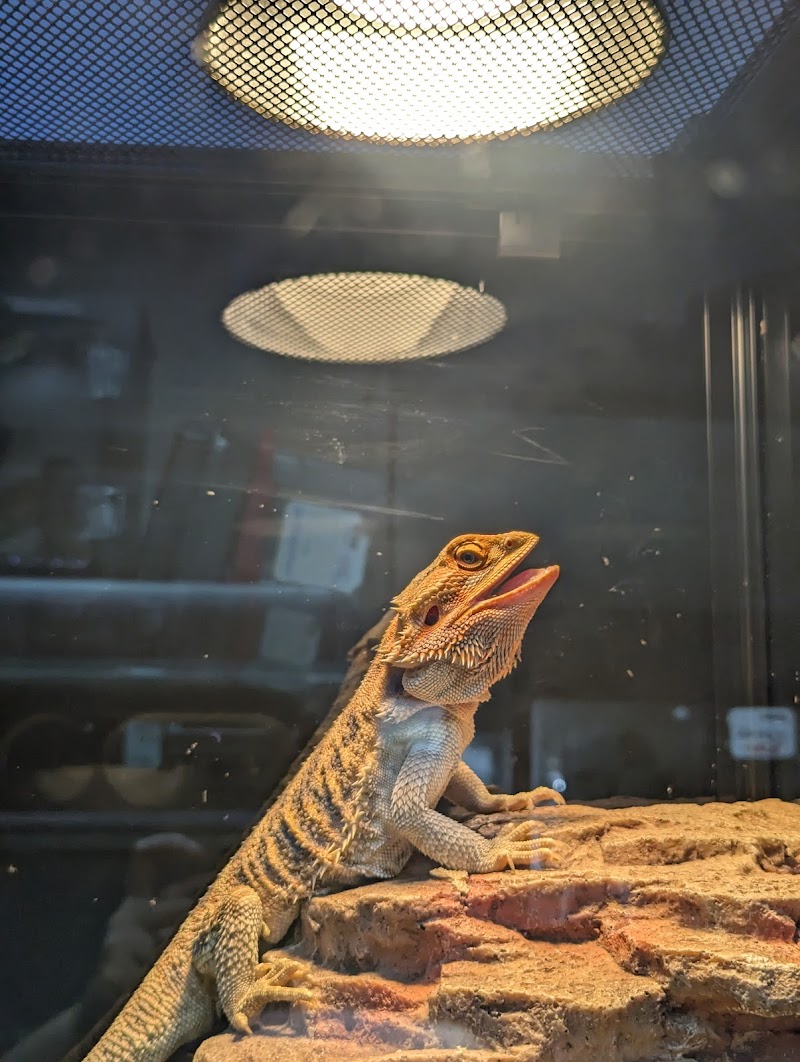 A & R Reptiles and Aquariums photo 3