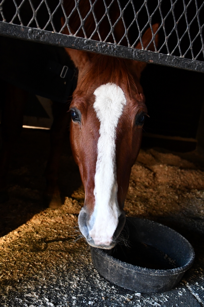 Termonn Stables photo 5