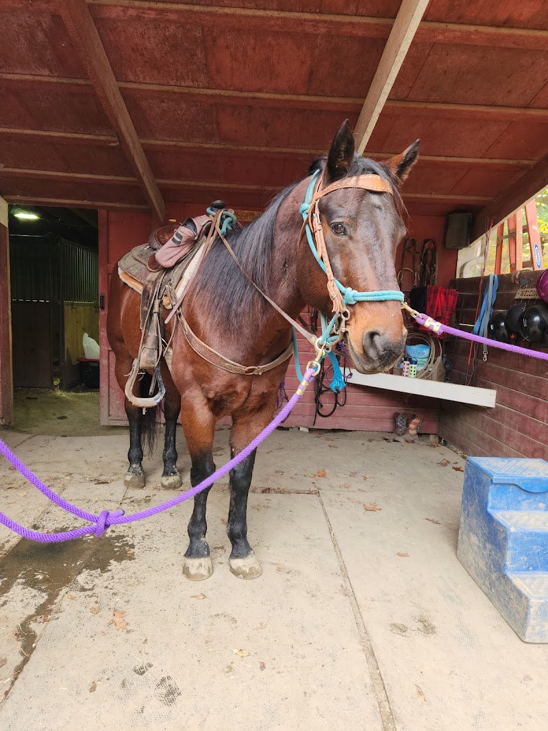 Westchester Trail Rides photo 4