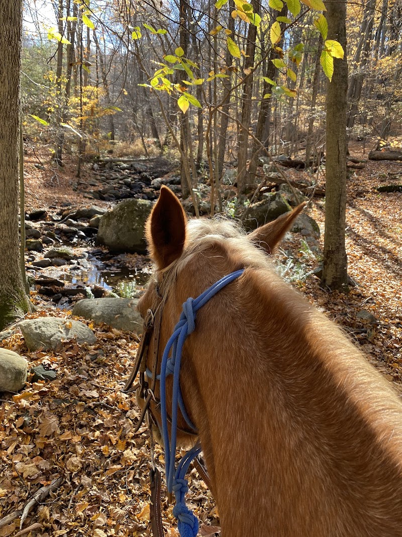 Westchester Trail Rides photo 5