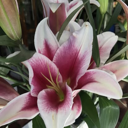New Rochelle Florist photo 2