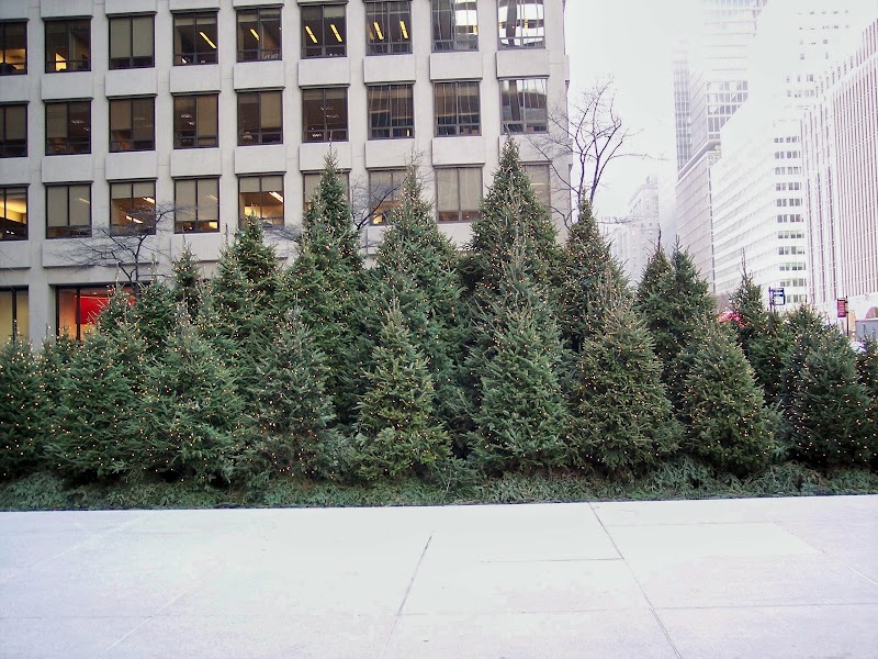 Egan Acres Tree Farm photo 2
