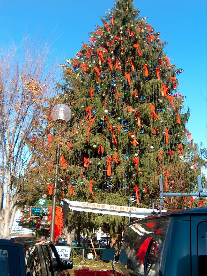Egan Acres Tree Farm photo 3