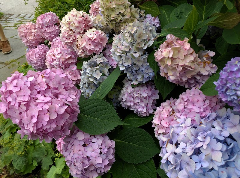Chappaqua Pocket Park photo 4