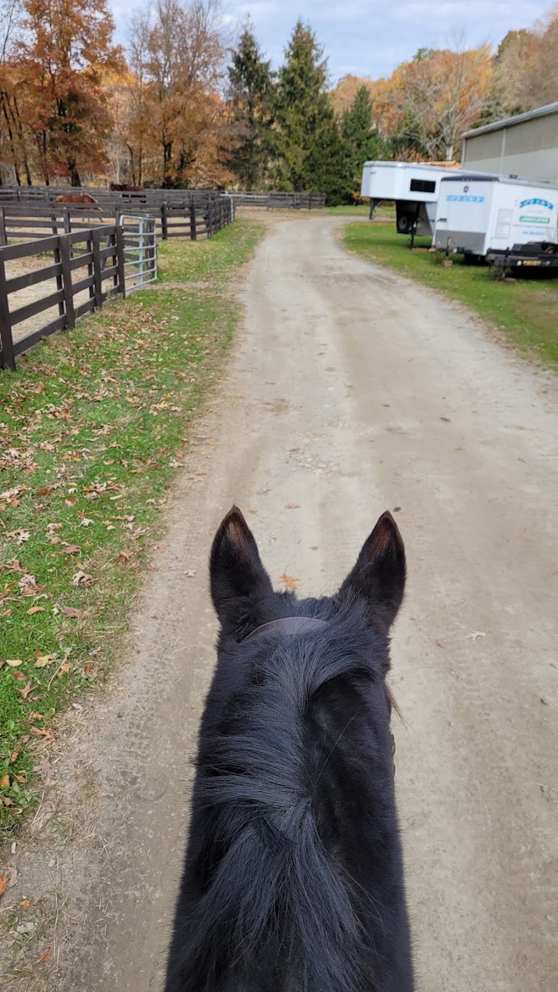 Chicory Meadow Farm photo 5