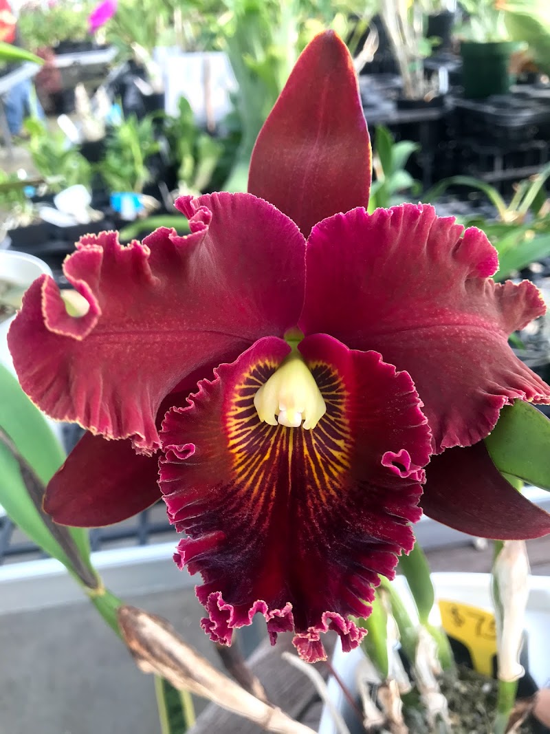 White Plains Orchids, Orchid Farm and Shop photo 2