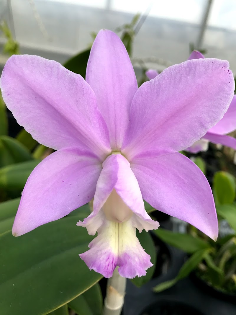 White Plains Orchids, Orchid Farm and Shop photo 3