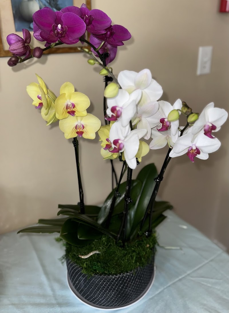 White Plains Orchids, Orchid Farm and Shop photo 4