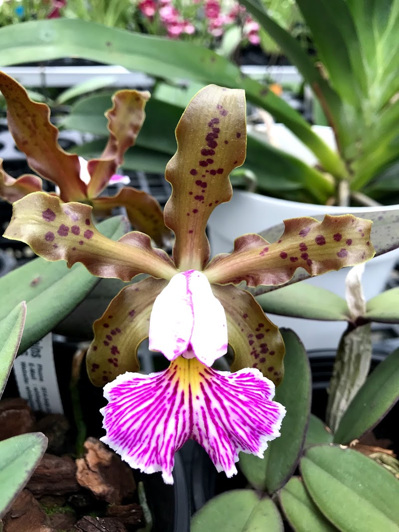 White Plains Orchids, Orchid Farm and Shop photo 5