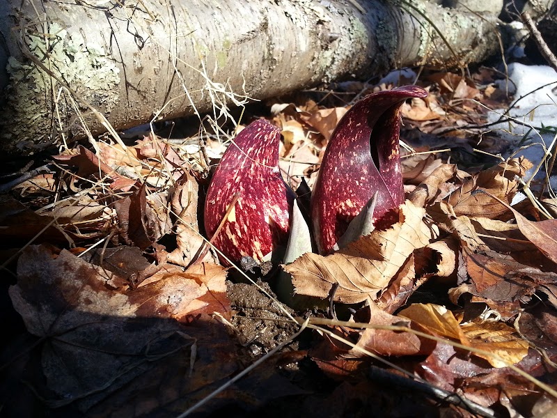 Choate Audubon Sanctuary photo 3