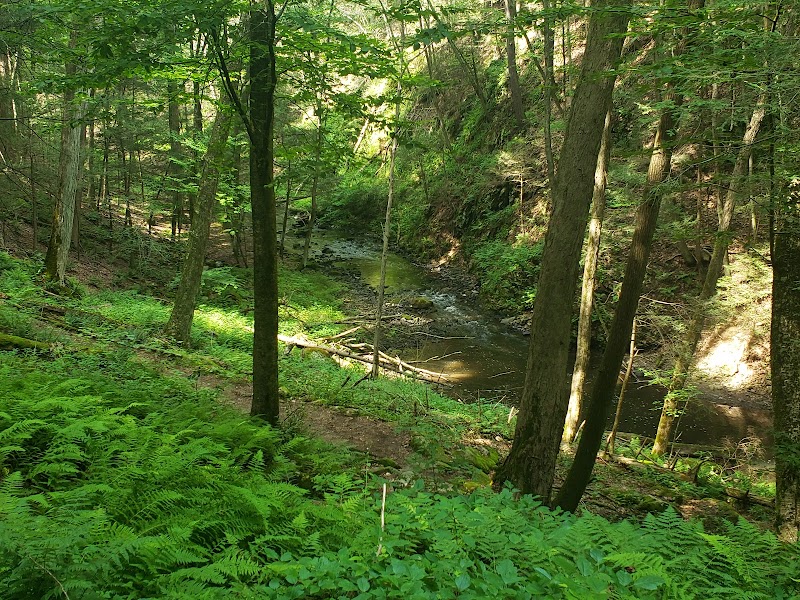 Mianus River Gorge Preserve photo 5
