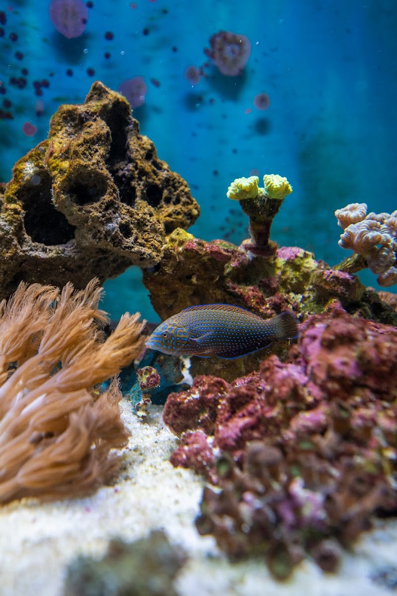 Michael's NYAquatic photo 3