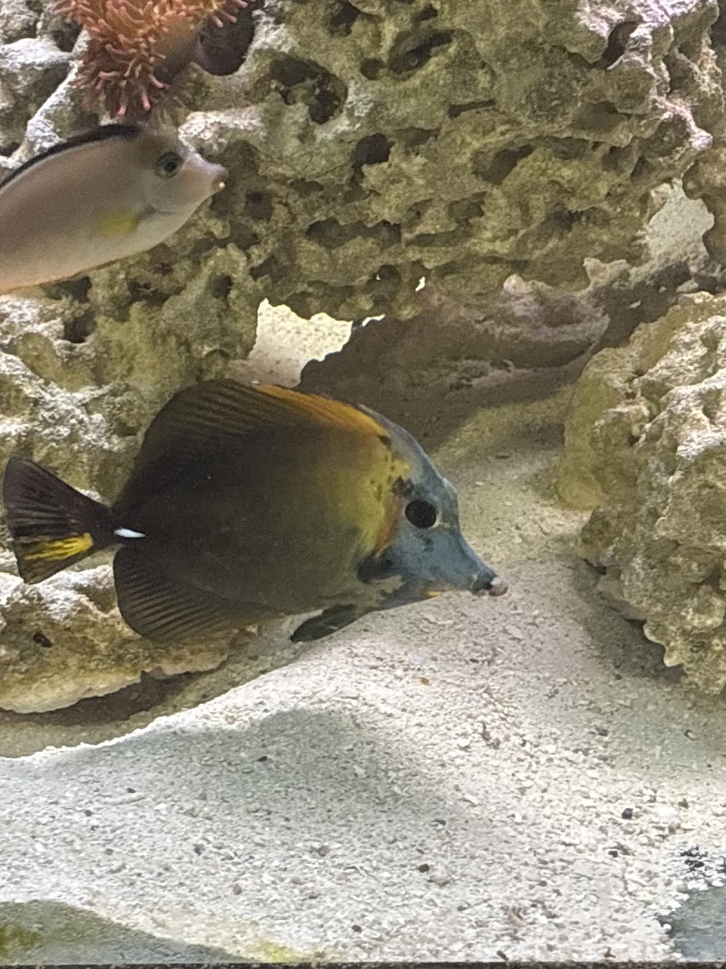 Michael's NYAquatic photo 5