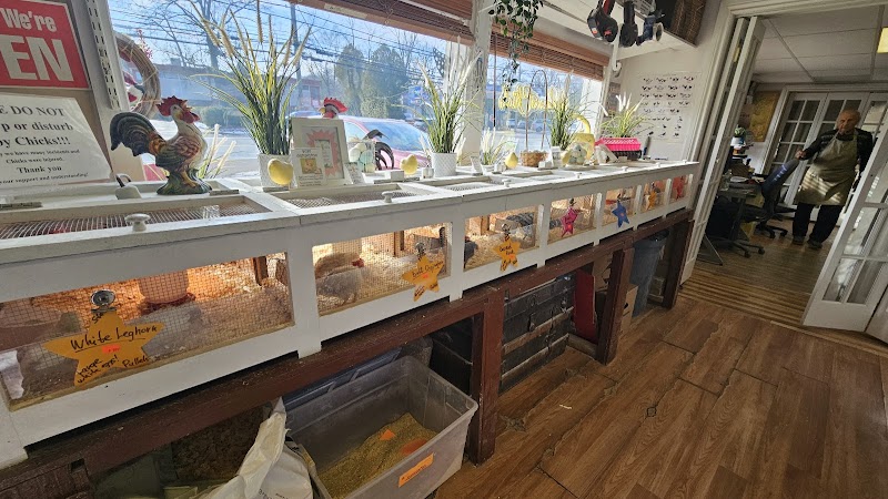 Pick A Chick Store photo 2