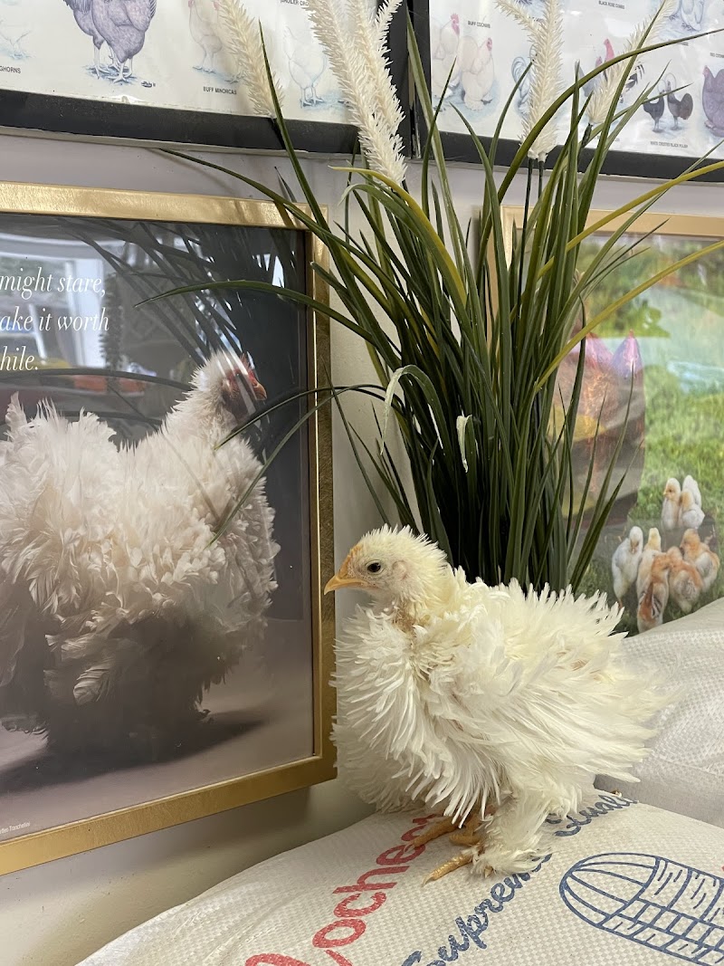 Pick A Chick Store photo 3