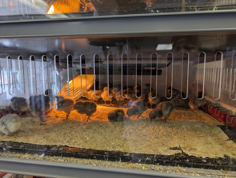 Pick A Chick Store photo 4