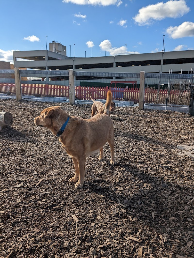 Ridge Hill Dog Park photo 5