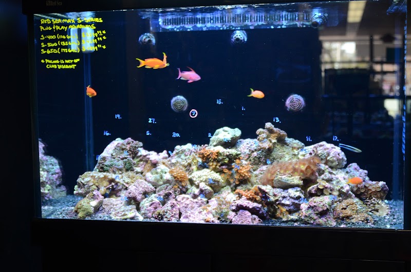 Life Aquatic photo 3