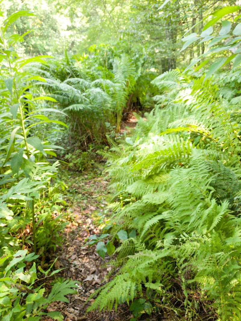 Wildflower Island photo 5